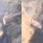 Netizens are terrified by ‘Headless’ fish in viral video 