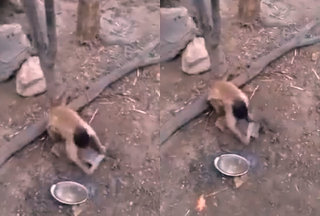 Watch: Monkey sharpening knife in proper manner stunt netizens