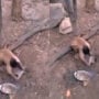 Watch: Monkey sharpening knife in proper manner stunt netizens