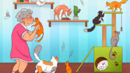 Brain Teaser: Spot mistake in Granny’s Cat Room Picture