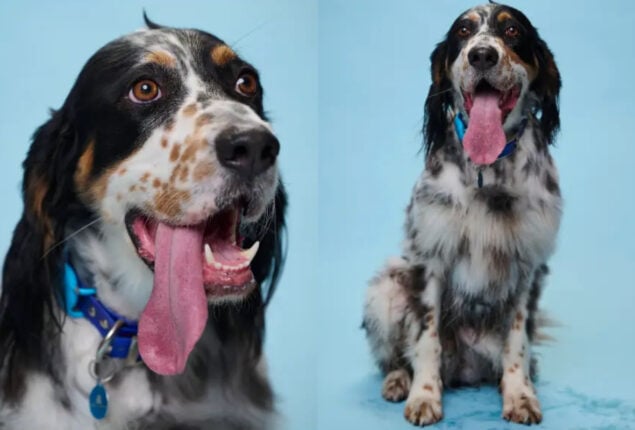Watch: US dog broke Guinness World Record for having longest tongue