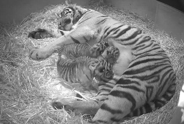 Hidden camera records the birth of  Sumatran tiger cubs