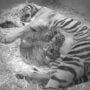 Hidden camera records the birth of  Sumatran tiger cubs