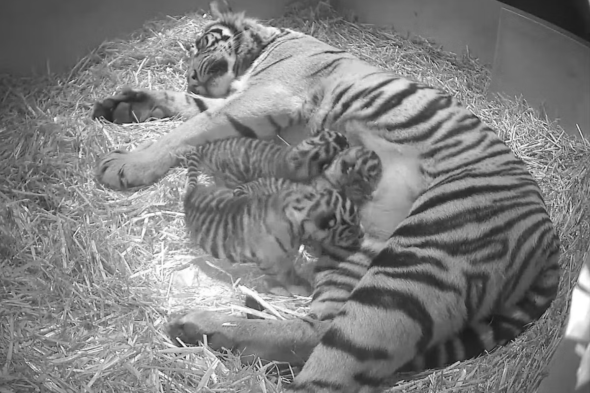 tiger cubs