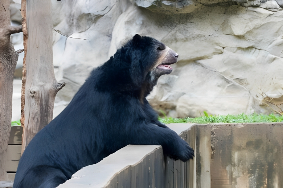 Andean bear