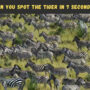 Optical Illusion: We dare you to find the tiger hidden among zebras