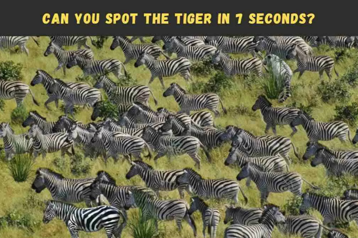 Optical Illusion