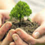 Trees could reduce urban heatwave mortality by one-third