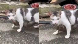 Baby monkey clings to cat, assuming it is its mother