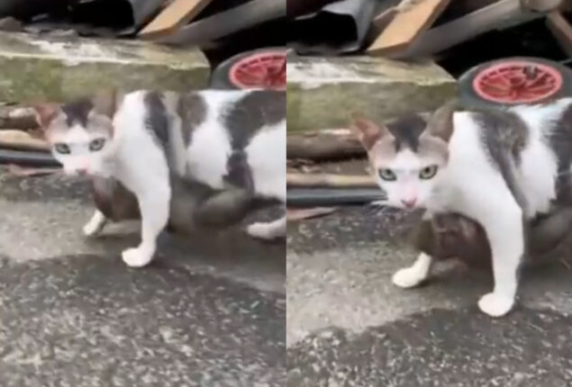 Viral video