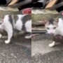 Baby monkey clings to cat, assuming it is its mother