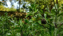 Optical Illusion: We challenge you to find praying mantis in 6 sec!