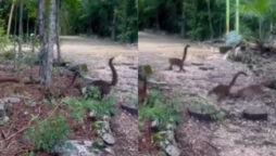 Viral Video: Is this shot in a Miniature Jurassic Park?