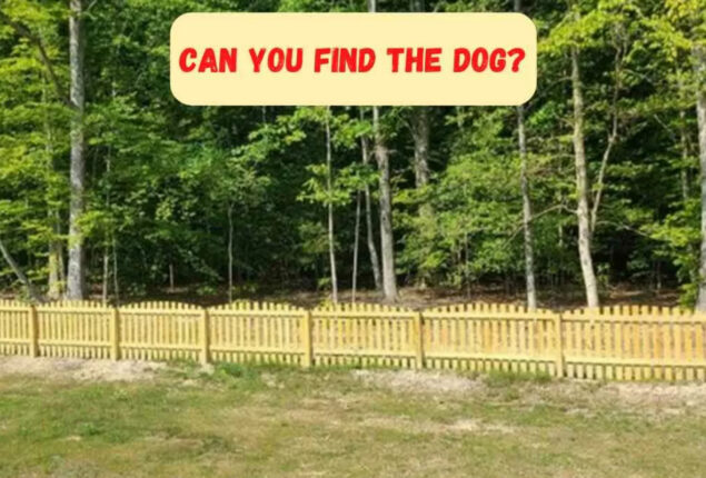 Optical Illusion: Find the Dog in Backyard to prove your attentivity