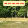 Optical Illusion: Find the Dog in Backyard to prove your attentivity