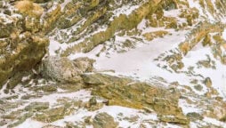 Optical Illusion: Find the leopard in the rocks within 5 seconds