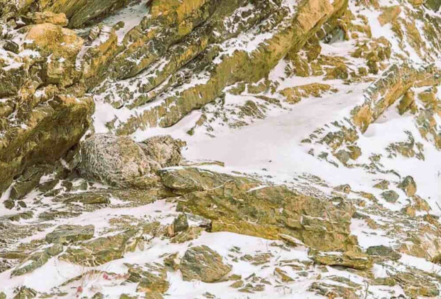 Optical Illusion: Find the leopard in the rocks within 5 seconds