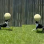 Viral: Netizens react to dog amazing balancing skills