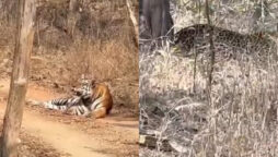 This animal releasing video into the wild will make your day