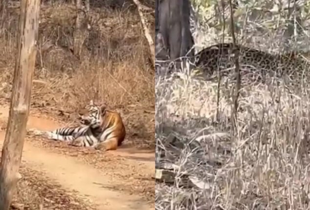 This animal releasing video into the wild will make your day