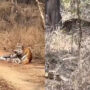 Watch the unusual encounter between tiger and leopard