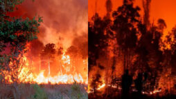 Wildfires in Chile: Two regions have declared the states of emergency
