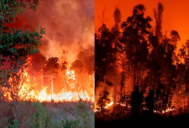 Wildfires in Chile: Two regions have declared the states of emergency