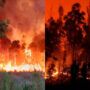 Wildfires in Chile: Two regions have declared the states of emergency