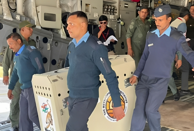 Cheetahs are being airlifted to India as part of an effort to resurrect the species