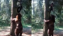 man and bear