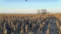 Optical Illusion: Spot a dog in the cornfield within 11 seconds