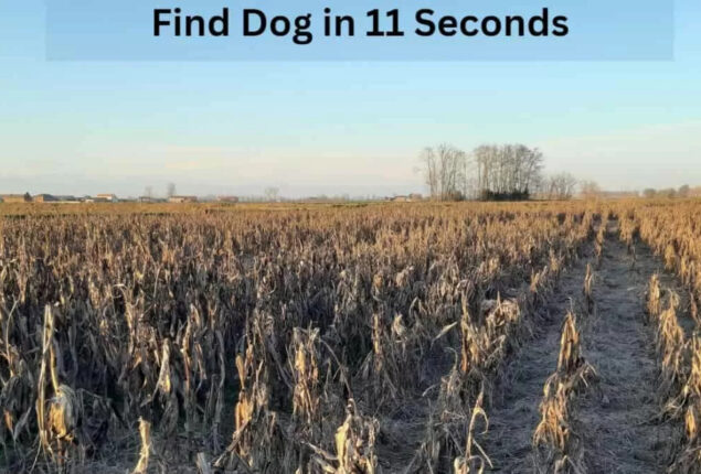 Optical Illusion: Spot a dog in the cornfield within 11 seconds