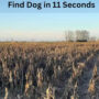 Optical Illusion: Spot a dog in the cornfield within 11 seconds