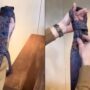 Tutorial of tying a tie within seconds goes viral