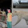 Islamabad leopard incident angers social media users