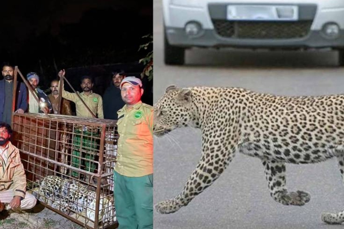 Islamabad leopard