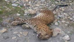 KDA, Wildlife rescue injured leopard found on Kaghan Highway
