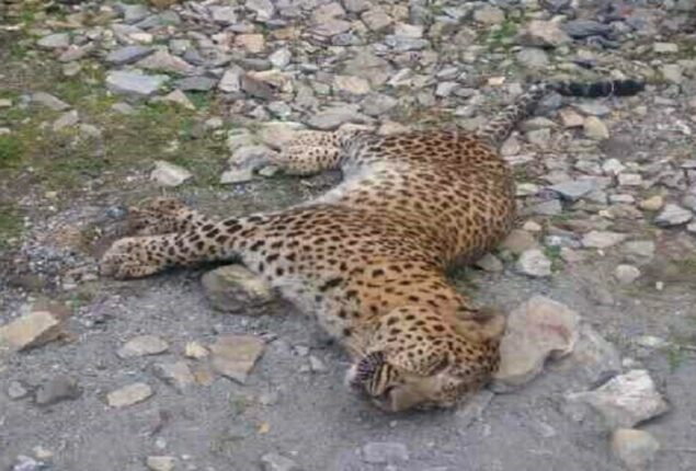 KDA, Wildlife rescue injured leopard found on Kaghan Highway
