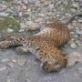 KDA, Wildlife rescue injured leopard found on Kaghan Highway