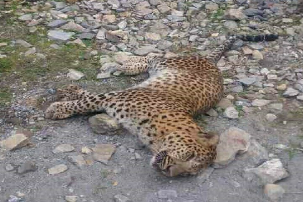 leopard