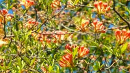 Optical Illusion: Find the hidden butterfly in 10 sec!