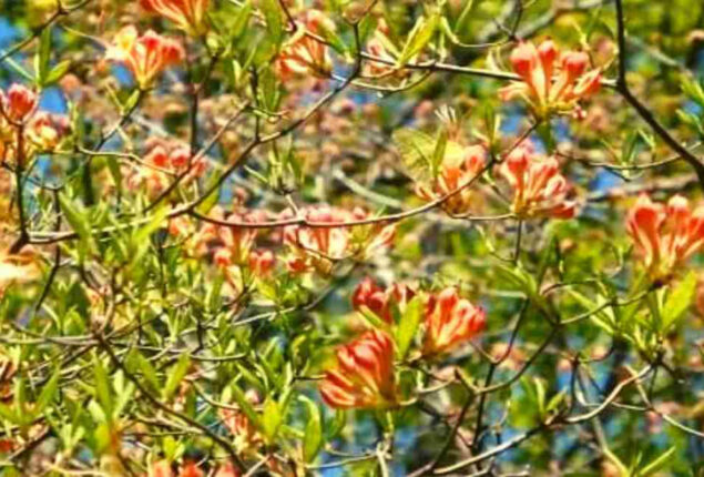 Optical Illusion: Find the hidden butterfly in 10 sec!