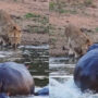 Angry hippo scares away lion, Netizens calls it ‘Real’ King