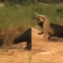 Lions attack Buffalo, shows who is the boss