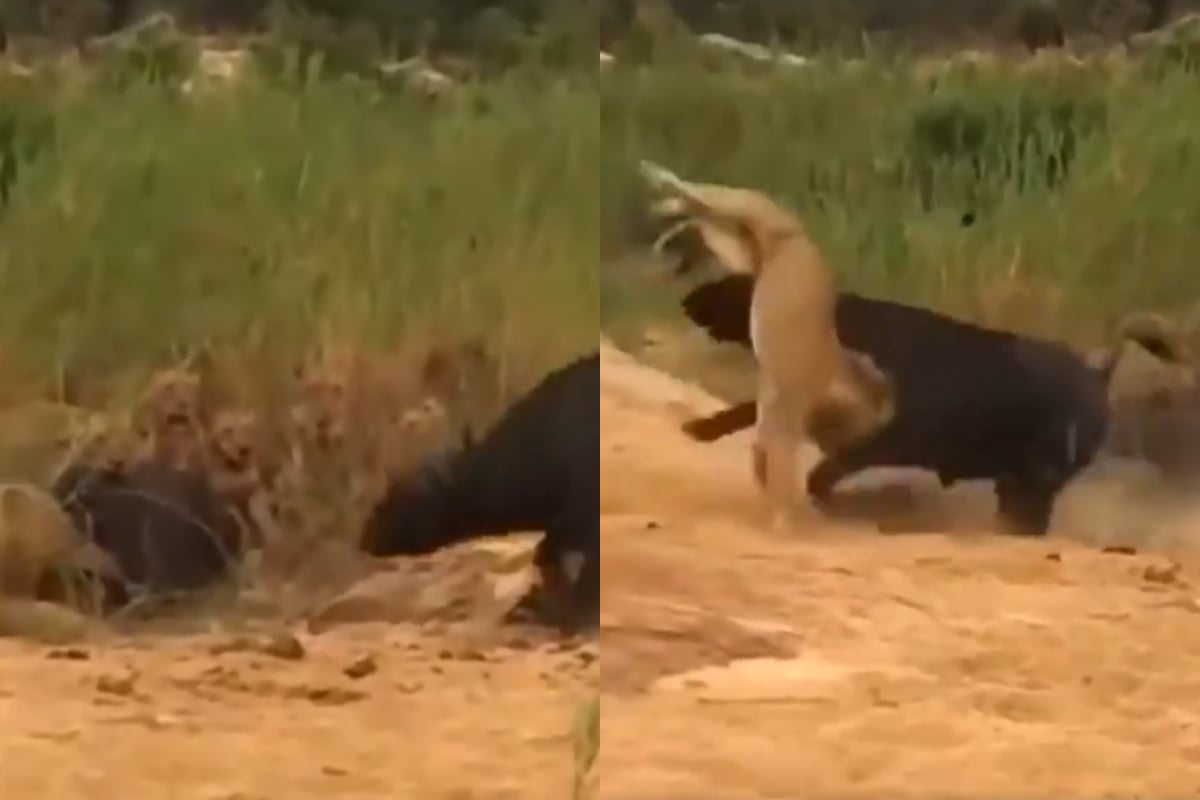 Lions attack Buffalo