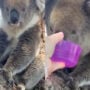 Watch a kind-hearted woman gives thirsty koala water goes viral