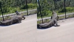 Viral Video: Alligator bending a fence in Florida shocks the netizens