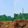 Viral Video: King cobra standing as tall as tree
