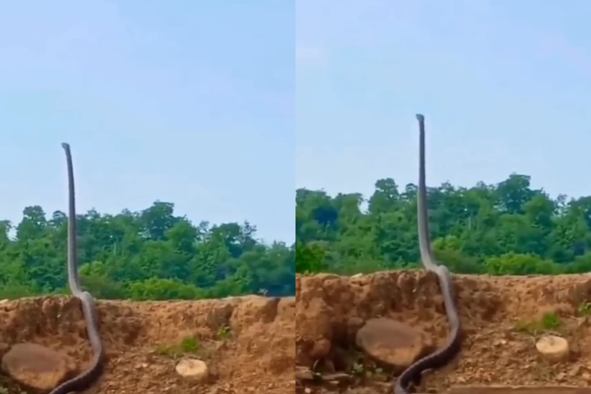 King cobra