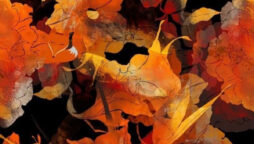 Optical Illusion: Spot a fox in the leaves in 5 seconds